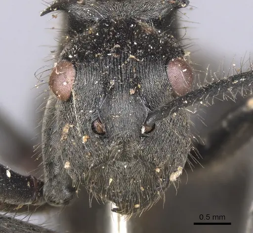 Polyrhachis sculpturata specimen CASENT0901828 image casent0901828_2