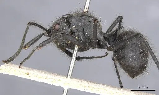 Polyrhachis sculpturata specimen CASENT0901828 image casent0901828_3