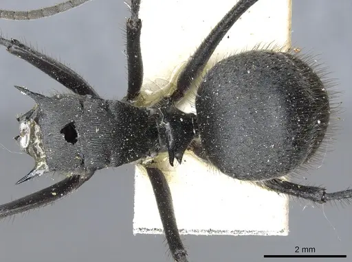 Polyrhachis sculpturata specimen CASENT0903448 image casent0903448_1
