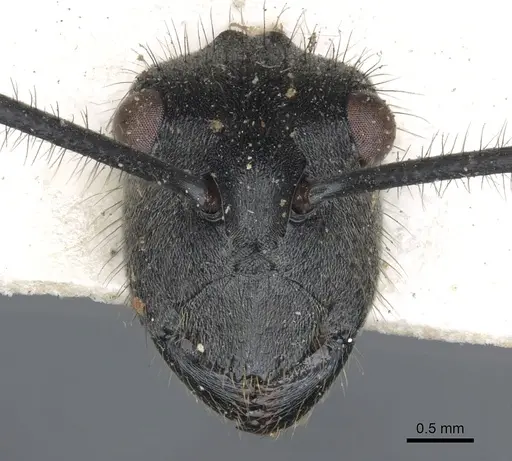 Polyrhachis sculpturata specimen CASENT0903448 image casent0903448_2