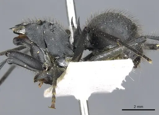 Polyrhachis sculpturata specimen CASENT0903448 image casent0903448_4