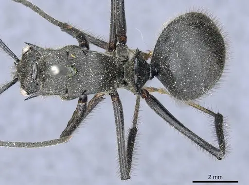 Polyrhachis sculpturata specimen CASENT0905606 image casent0905606_1