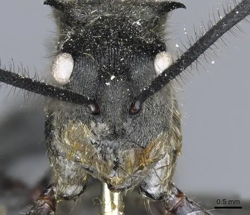 Polyrhachis sculpturata specimen CASENT0905606 image casent0905606_2