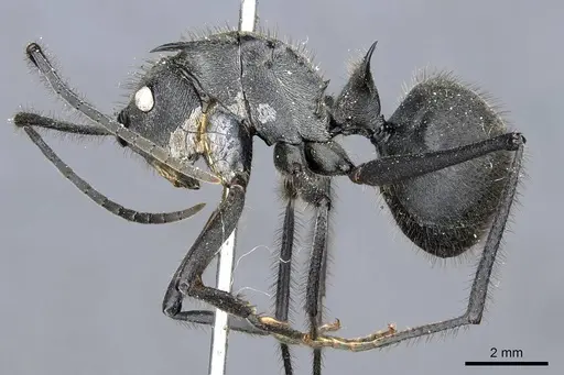 Polyrhachis sculpturata specimen CASENT0905606 image casent0905606_3