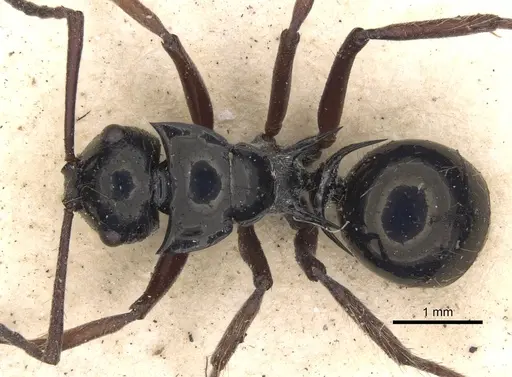 Polyrhachis scutulata specimen CASENT0901805 image casent0901805_1