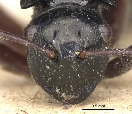 Polyrhachis scutulata specimen CASENT0901805 image casent0901805_2