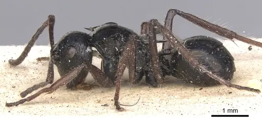 Polyrhachis scutulata specimen CASENT0901805 image casent0901805_4