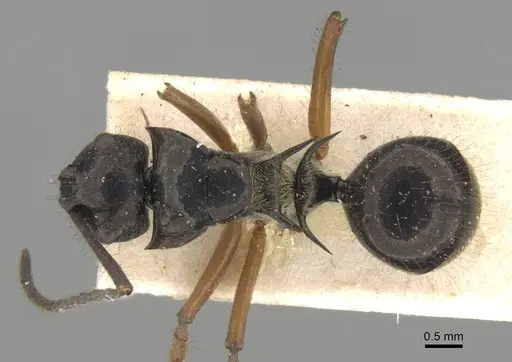 Polyrhachis scutulata specimen CASENT0906741 image casent0906741_1