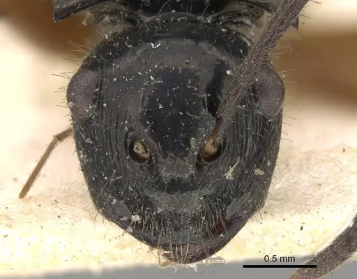 Polyrhachis scutulata specimen CASENT0906741 image casent0906741_2