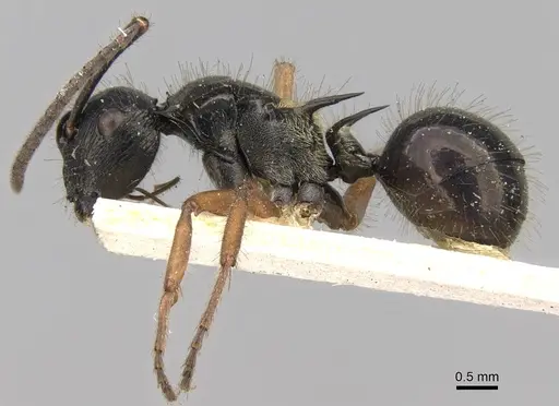 Polyrhachis scutulata specimen CASENT0906741 image casent0906741_3