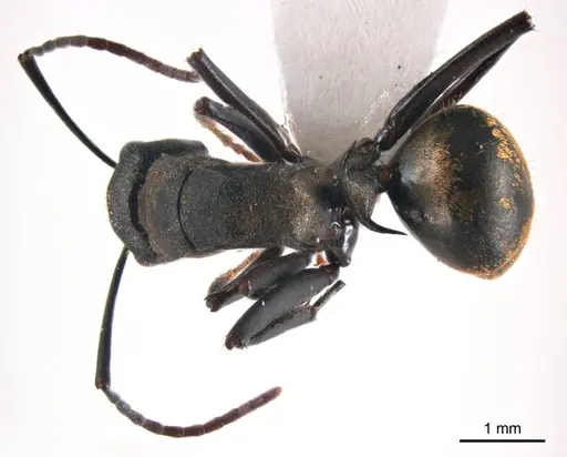 Polyrhachis seducta specimen ANTWEB1008707 image antweb1008707_1