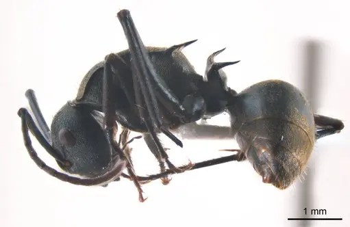 Polyrhachis seducta specimen ANTWEB1008707 image antweb1008707_4
