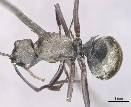 Polyrhachis selecta specimen CASENT0910940 image casent0910940_1