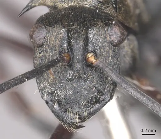 Polyrhachis selecta specimen CASENT0910940 image casent0910940_2