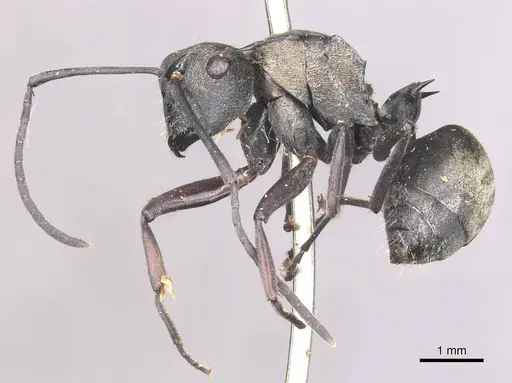 Polyrhachis selecta specimen CASENT0910940 image casent0910940_3