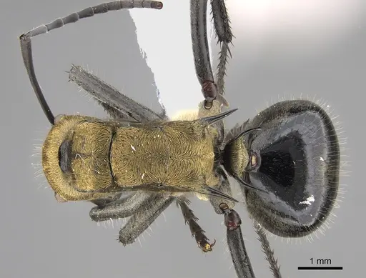 Polyrhachis semiaurata specimen CASENT0887782 image casent0887782_1