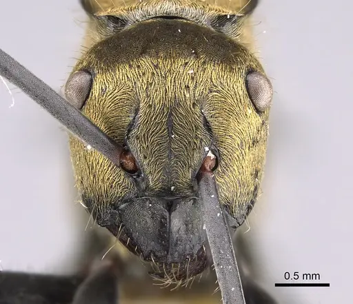 Polyrhachis semiaurata specimen CASENT0887782 image casent0887782_2