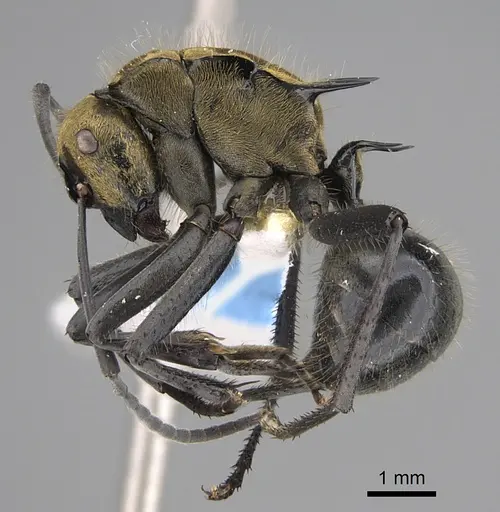 Polyrhachis semiaurata specimen CASENT0887782 image casent0887782_3