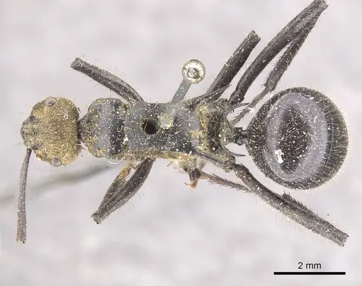 Polyrhachis semiaurata specimen CASENT0910809 image casent0910809_1