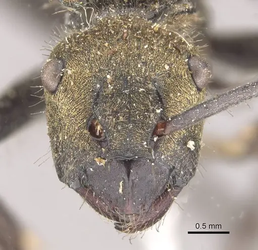 Polyrhachis semiaurata specimen CASENT0910809 image casent0910809_2