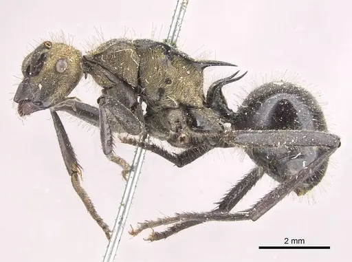 Polyrhachis semiaurata specimen CASENT0910809 image casent0910809_3