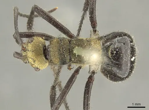 Polyrhachis semiaurata specimen CASENT0915620 image casent0915620_1