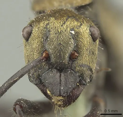 Polyrhachis semiaurata specimen CASENT0915620 image casent0915620_2