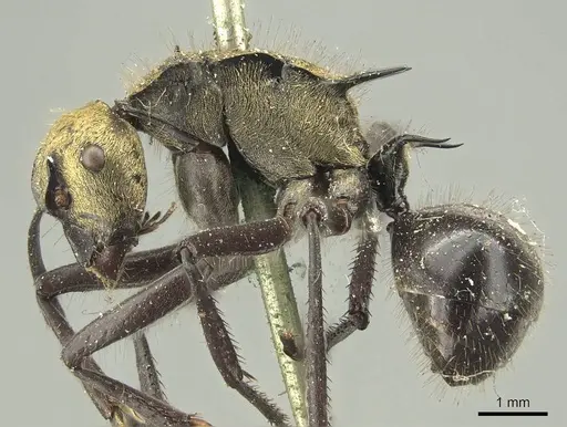 Polyrhachis semiaurata specimen CASENT0915620 image casent0915620_3