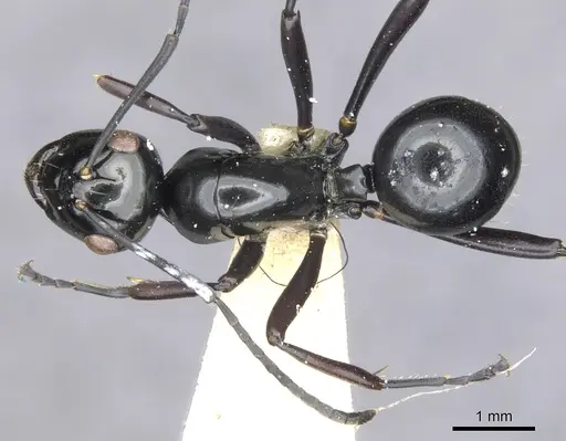 Polyrhachis semiinermis specimen CASENT0903412 image casent0903412_1
