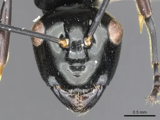 Polyrhachis semiinermis specimen CASENT0903412 image casent0903412_2