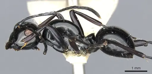 Polyrhachis semiinermis specimen CASENT0903412 image casent0903412_3