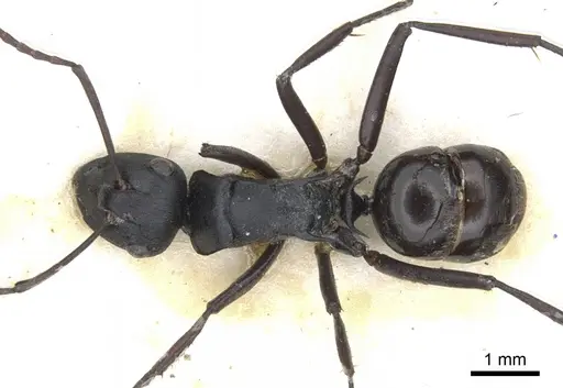 Polyrhachis semiobscura specimen CASENT0903336 image casent0903336_1