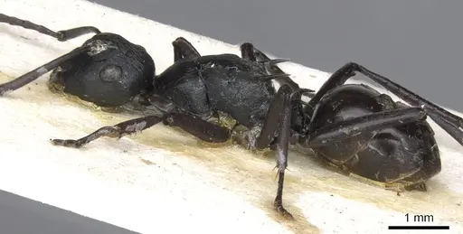 Polyrhachis semiobscura specimen CASENT0903336 image casent0903336_3