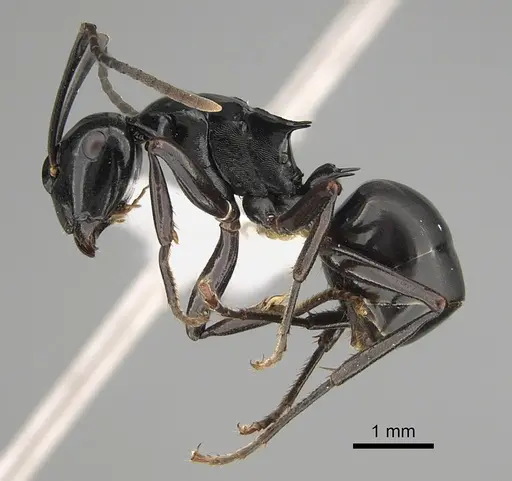 Polyrhachis semipolita specimen CASENT0887769 image casent0887769_1