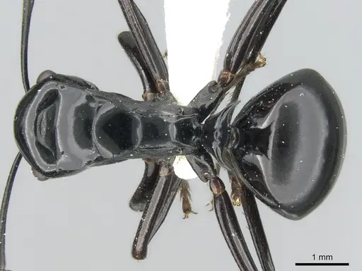 Polyrhachis semipolita specimen CASENT0906567 image casent0906567_1