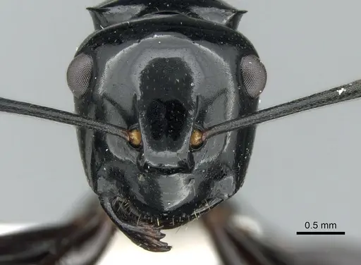 Polyrhachis semipolita specimen CASENT0906567 image casent0906567_2