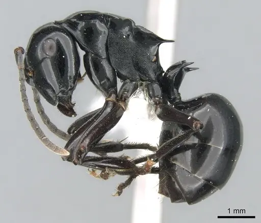 Polyrhachis semipolita specimen CASENT0906567 image casent0906567_3