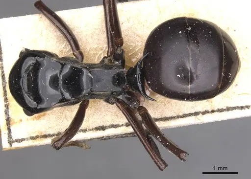Polyrhachis semipolita specimen CASENT0913683 image casent0913683_1