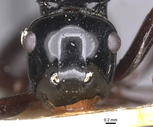 Polyrhachis semipolita specimen CASENT0913683 image casent0913683_2
