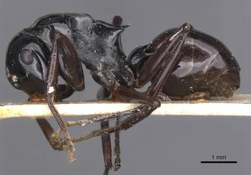 Polyrhachis semipolita specimen CASENT0913683 image casent0913683_3