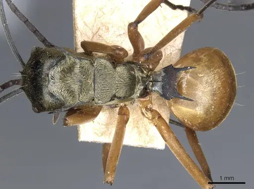 Polyrhachis semitestacea specimen CASENT0905608 image casent0905608_1