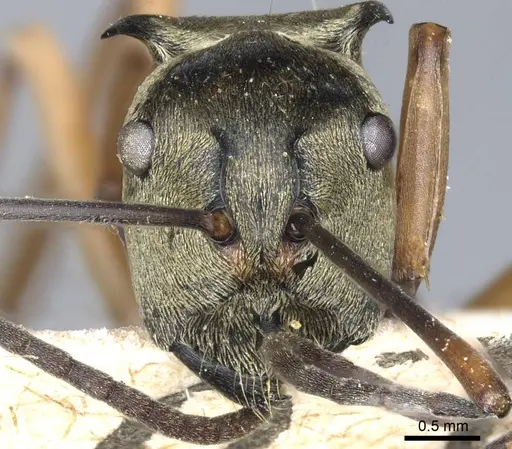 Polyrhachis semitestacea specimen CASENT0905608 image casent0905608_2