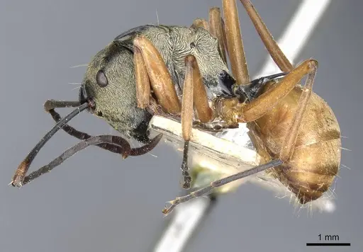 Polyrhachis semitestacea specimen CASENT0905608 image casent0905608_3