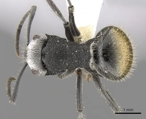 Polyrhachis senilis specimen CASENT0281360 image casent0281360_1