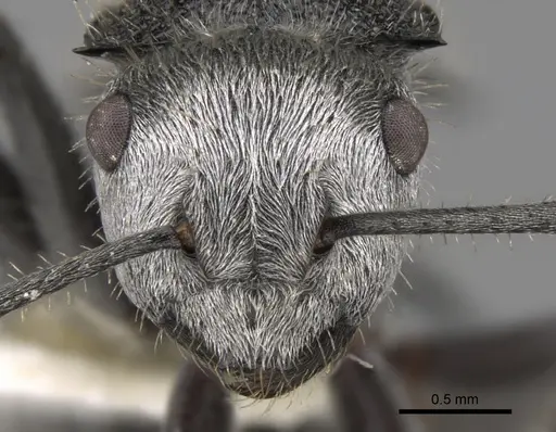 Polyrhachis senilis specimen CASENT0281360 image casent0281360_2
