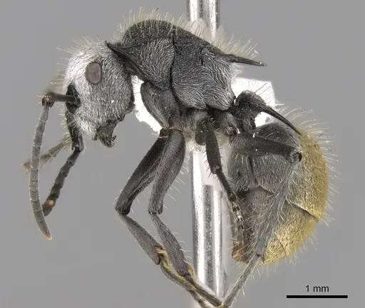 Polyrhachis senilis specimen CASENT0281360 image casent0281360_3
