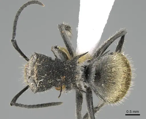 Polyrhachis senilis specimen CASENT0740819 image casent0740819_1