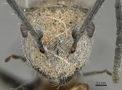 Polyrhachis senilis specimen CASENT0740819 image casent0740819_2