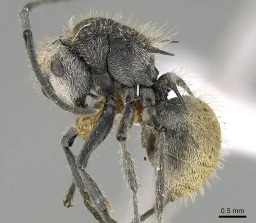 Polyrhachis senilis specimen CASENT0740819 image casent0740819_3
