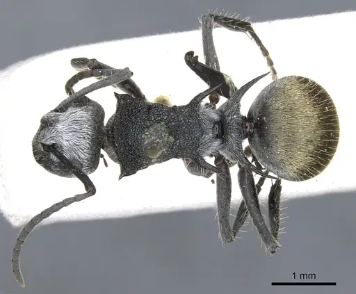Polyrhachis senilis specimen CASENT0903348 image casent0903348_1